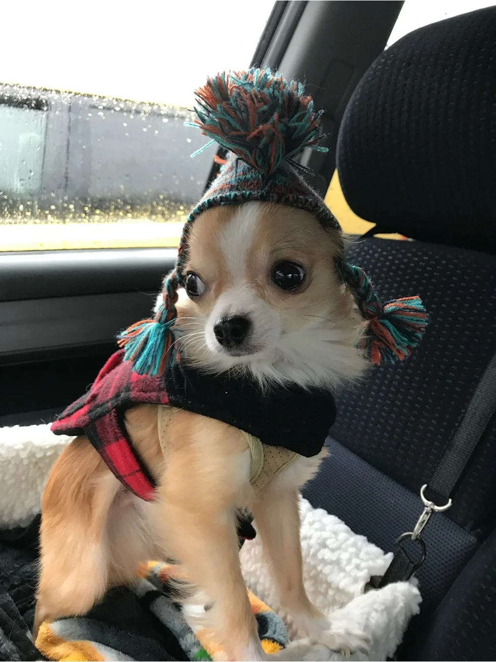 Dog Hat Blue & Orange Pom-Pom
